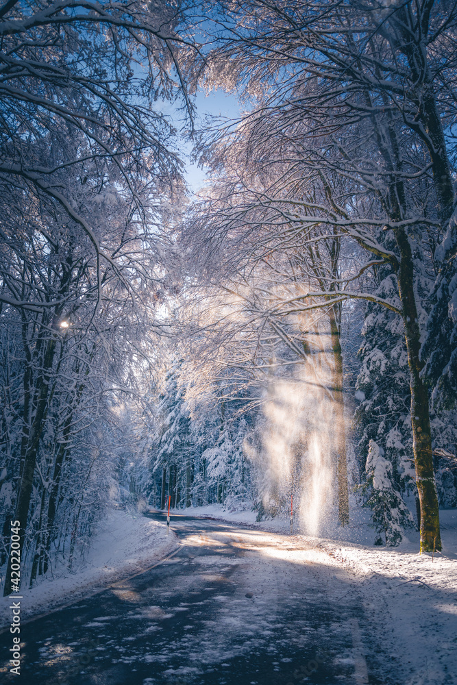 Obraz premium Schneebruch im Wald