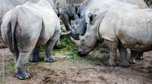 Photo herd of rhinos on the feed