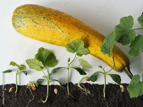 The idea of sprouting seeds from seeds to pumpkin or zucchini sprouts. Sprouted seeds with zucchini fruit on a white wooden background with earth.A guide to botany and agriculture for children. photo