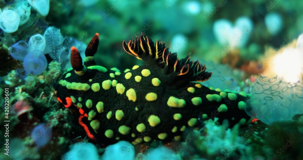 Beautiful spotted nudibranch Beautiful spotted nudibranch