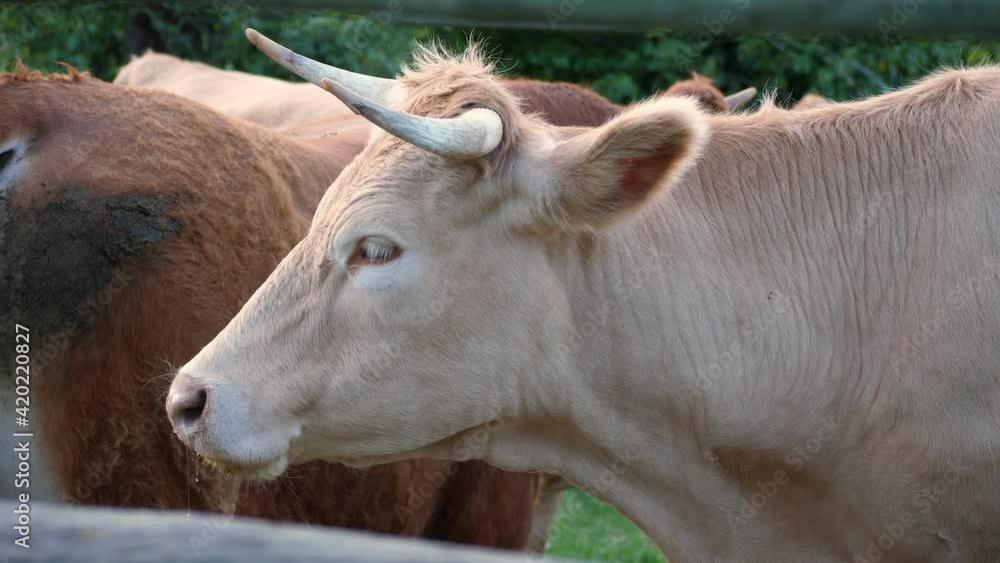 Group of Limousin meat cows in locked enclosure.(60fps). Group of Limousin meat cows in locked enclosure.(60fps).