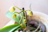 Close up of phalaenopsis orchid buds on stem. Greenhouse, houseplant, exotiis flowers at home