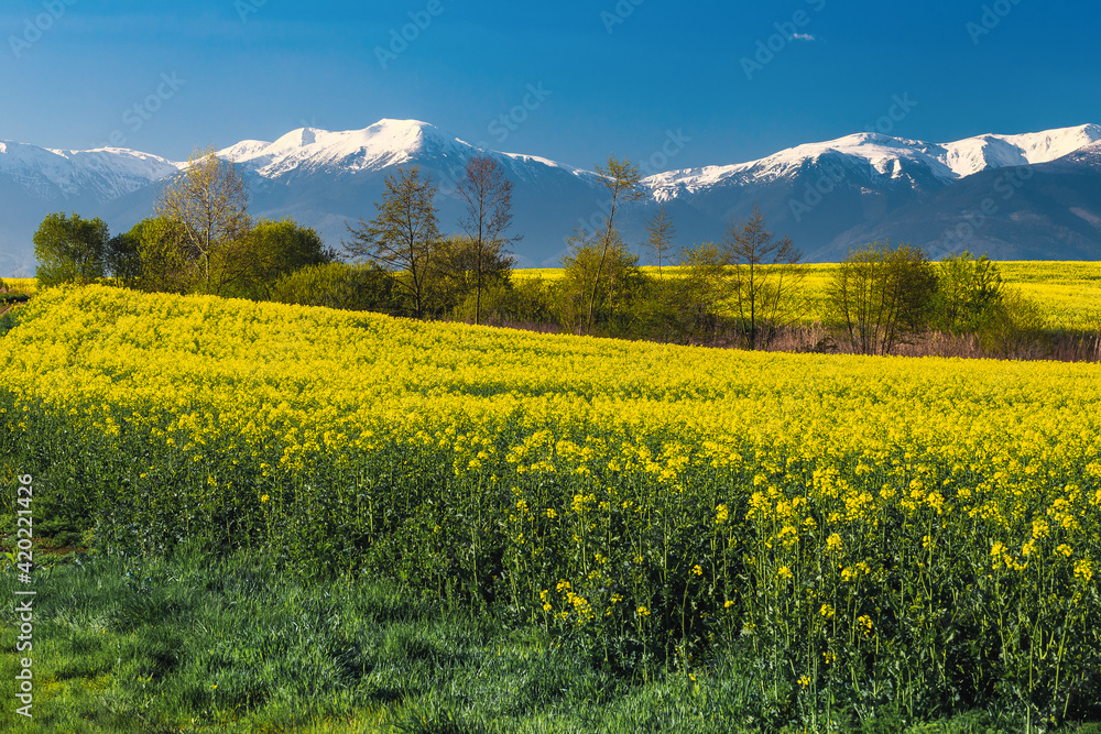 Yellow canola fields and snowy mountains in background, Transylvania, Romania