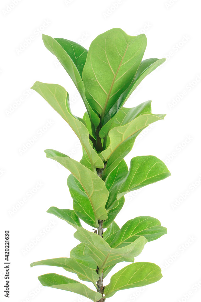 fiddle leaf fig tree, green leaves isolated on white background natural concept vertical fiddle leaf fig tree, green leaves isolated on white background natural concept vertical