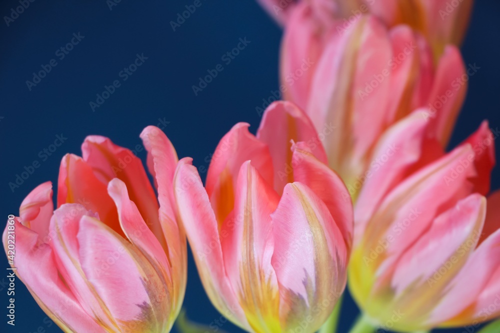 Close-up of pink tulips on a dark blue background for a banner, studio photo