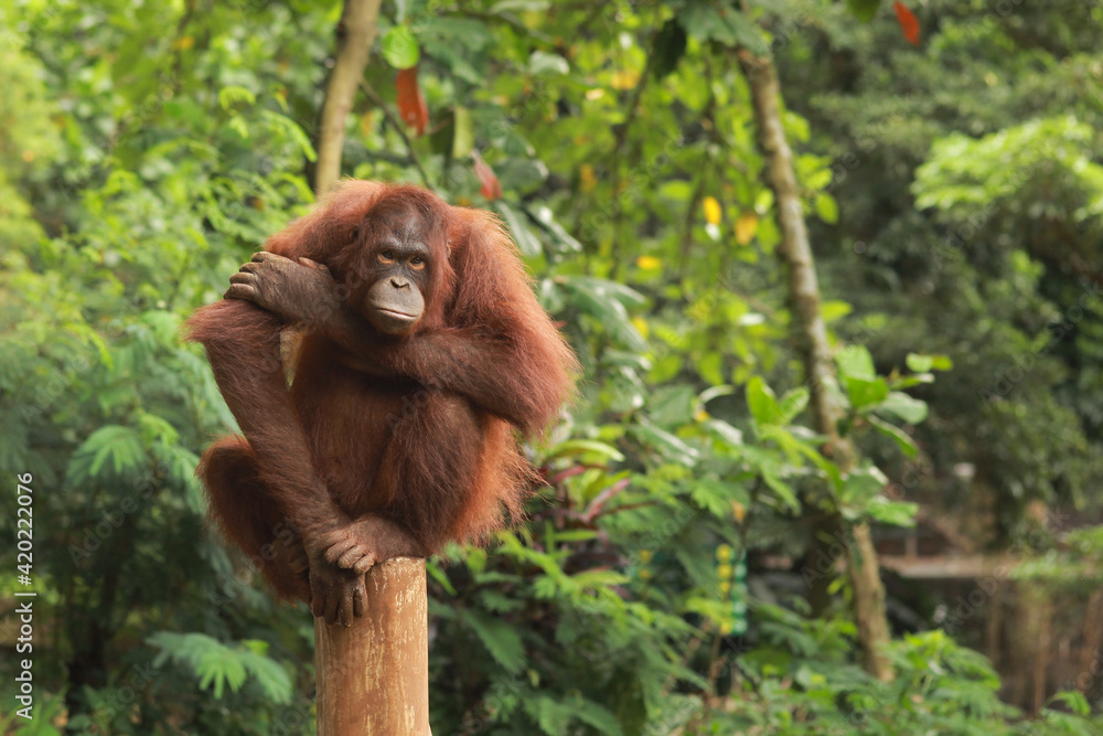 Obraz premium Orangutan sitting on a tree trunk