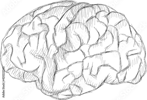 Original sketch illustration - brains illustration