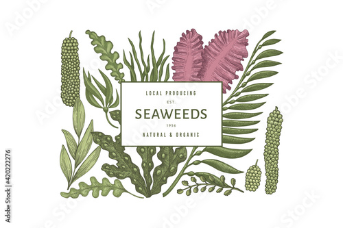 Seaweed color design template. Hand drawn vector seaweeds illustration. Engraved style sea food banner. Retro sea plants background