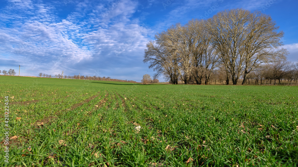 Spring field of young shoots from the lower angle against the background of trees and a blue sky with white clouds, with a shallow depth of field Spring field of young shoots from the lower angle against the background of trees and a blue sky with white clouds, with a shallow depth of field