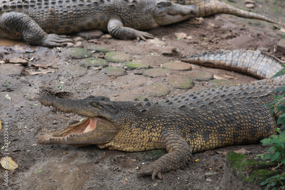 Crocodile with mouth open waiting for food Crocodile with mouth open waiting for food