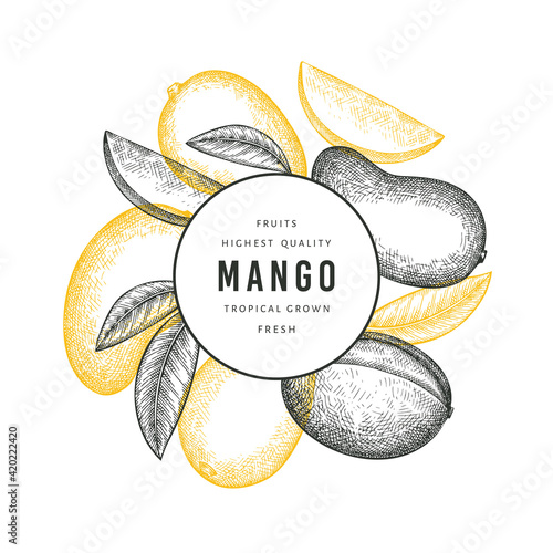 Hand drawn sketch style mango banner. Organic fresh fruit vector illustration. Retro mango fruit design template