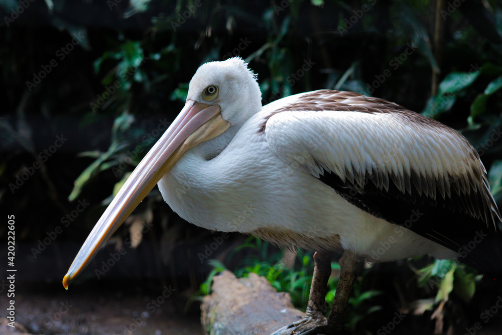 Australian pelican standing on a trunk Australian pelican standing on a trunk
