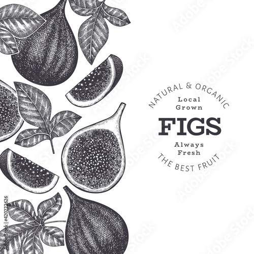 Hand drawn fig fruits design template. Organic fresh food vector illustration. Retro fig fruit banner.