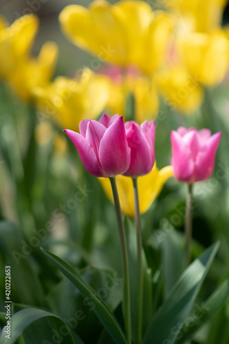 Tulips in blossom