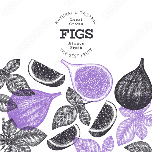 Hand drawn fig fruits design template. Organic fresh food vector illustration. Retro fig fruit banner.