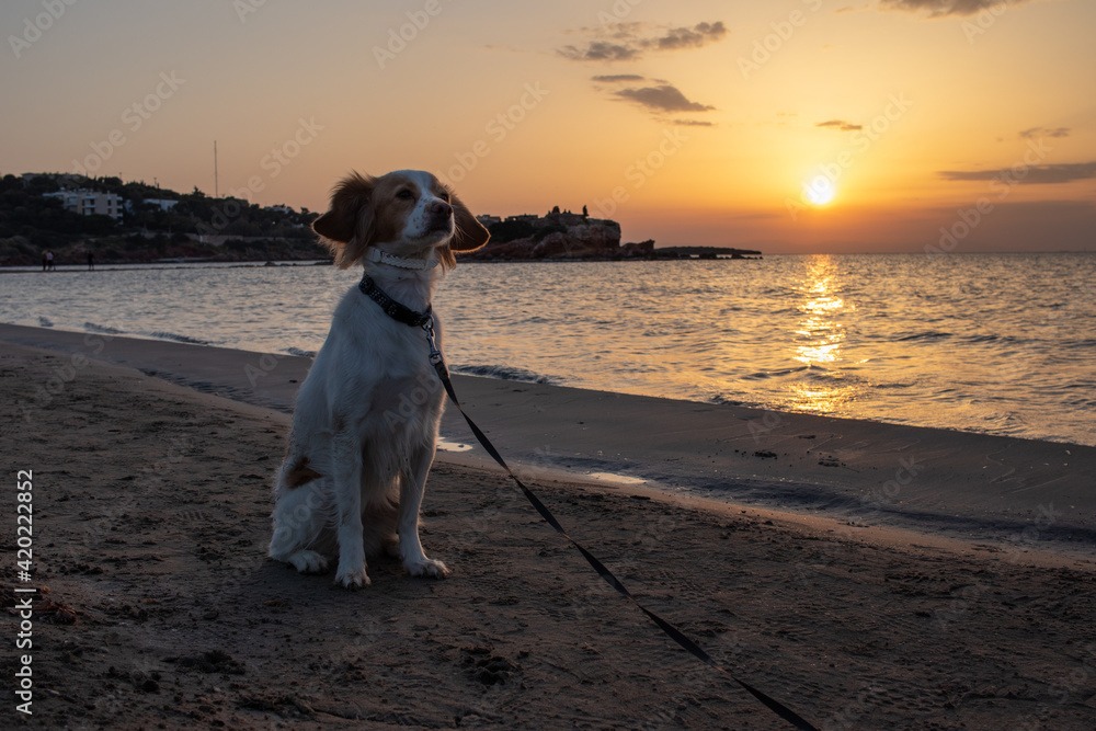 Dog posing at the beach at the sunset time Stock Photo | Adobe Stock