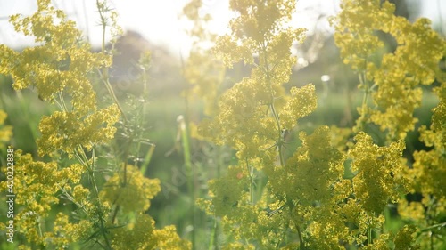 blooming yellow rape In rays of the setting sun
