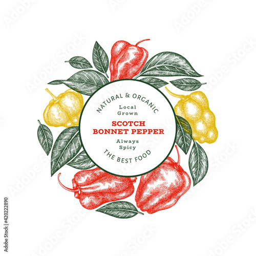 Hand drawn sketch style scotch bonnet pepper banner. Organic fresh vegetable vector illustration. Retro cayenne pepper design template