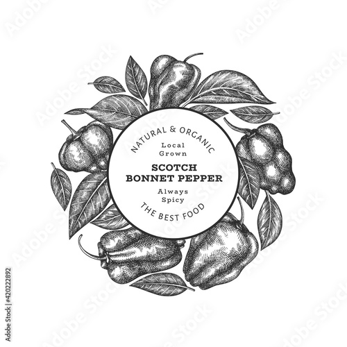 Hand drawn sketch style scotch bonnet pepper banner. Organic fresh vegetable vector illustration. Retro cayenne pepper design template