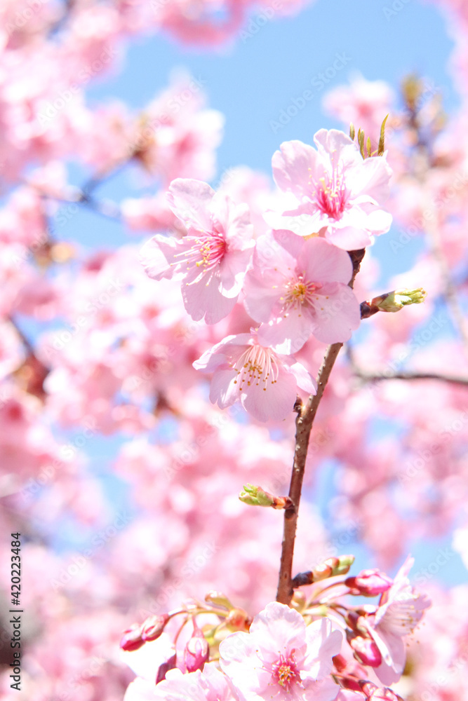 サクラ 桜 満開 春 淡い さくら ピンク 美しい かわいい きれい 入学 卒業 