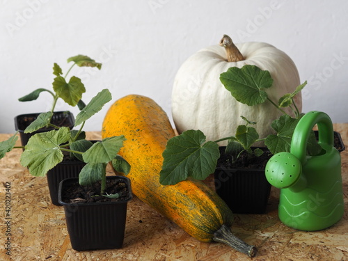 Green fresh sprouts of pumpkin in pots on the background of a watering can and pumpkin fruits with zucchini.Agricultural or botanical background. photo