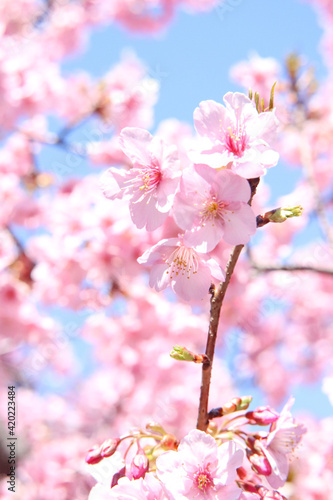 サクラ 桜 満開 春 淡い さくら ピンク 美しい かわいい きれい 入学 卒業 