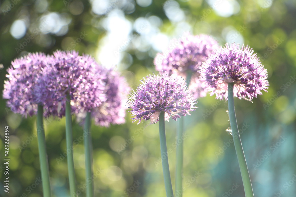 Blurry photo of large purple flowers in bokeh lights Blurry photo of large purple flowers in bokeh lights
