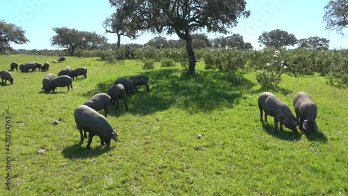 Iberian pigs grazing in the Huelva countryside. Pigs in the pasture with holm oaks in Andalusia, Spain
