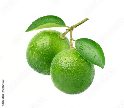 Two Fresh lime with water droplets hanging on branch with leaves isolated on white background. Clipping path.