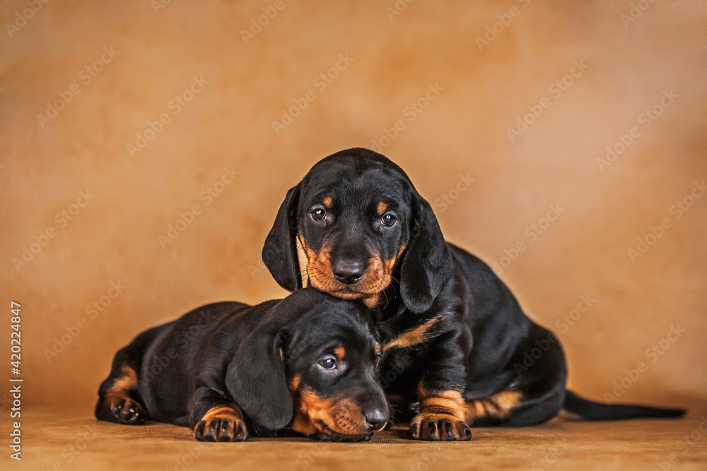 Dachshund puppy.Portrait of cute puppy.Studio portrait of Pets.dogs hug.Friendship of two dogs.tender feeling.Portrait of two charming dogs.