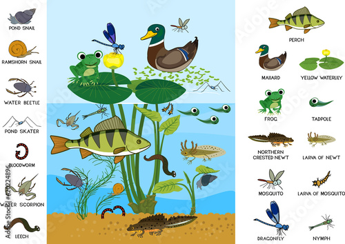 Ecosystem of pond. Diverse inhabitants of pond (fish, amphibian, leech, insects and bird) in their natural habitat. Cartoon animals living in pond
