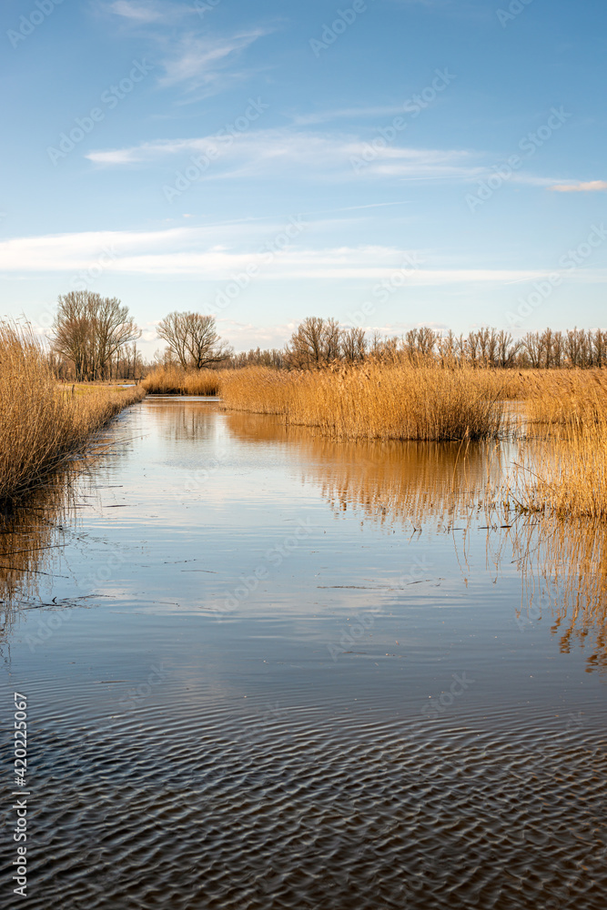 Smooth and rippled water in a Dutch nature reserve. The blue sky and the yellow plumes of reed are reflected in the water surface. It's a sunny day at the end of the winter season. Smooth and rippled water in a Dutch nature reserve. The blue sky and the yellow plumes of reed are reflected in the water surface. It's a sunny day at the end of the winter season.