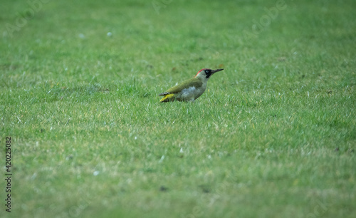Green woodpecker in some grass, looking towards the right