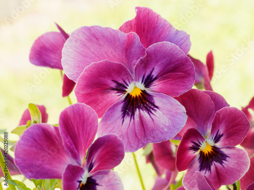 Die leuchtenden Bl  tenfarbe dieses Stiefm  tterchens oder Viola wittrockiana. Eine Mischung aus rosa  rote  wei  e und lila