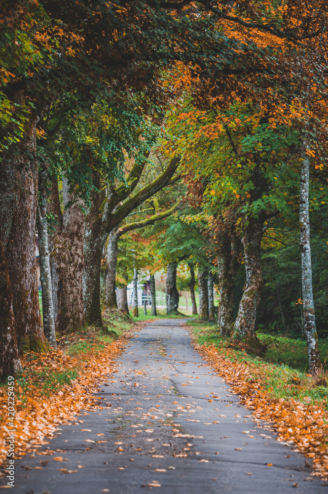 Fototapeta premium Herbstliche Baumallee