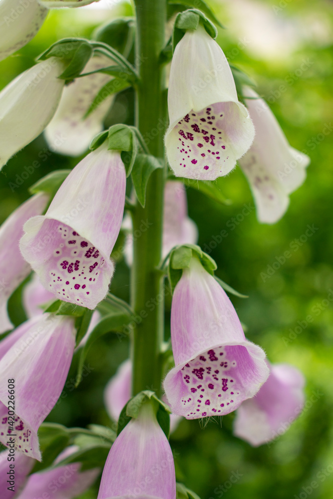 Delicate pale pink vertical Foxglove or Common Foxglove (also known as Lady's Glove) blooming in a green garden in summer
Delicate pale pink vertical Foxglove or Common Foxglove (also known as Lady's Glove) blooming in a green garden in summer