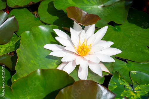 Wet water lily leaves and white flowers in warm day in the summer or spring. Raindrops on the fresh green lily leaves floating on the water in the koi pond or garden pool.  