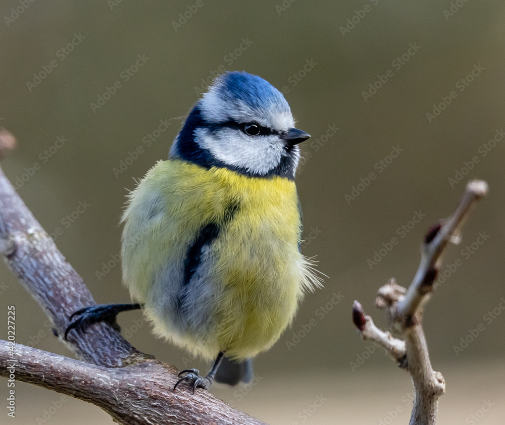 Fototapeta premium blue tit on a branch