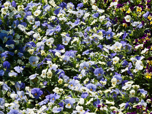 Gruppenpflanzung von Garten-Stiefmütterchen oder hellblaue und weiße Schöngesicht (Viola wittrockiana)