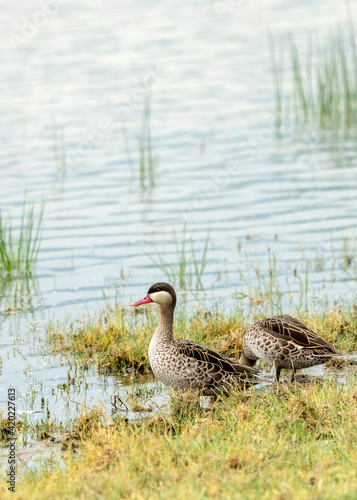 Red-billed teal, also red-billed duck (Anas erythrorhyncha), in Ngorongoro crater, Tanzania photo