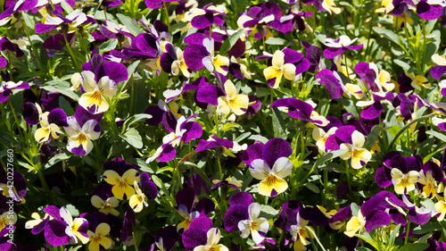  (Viola wittrockiana) Gartenstiefmütterchen Blumenteppich, eine wunderschöne Marmorierung auf