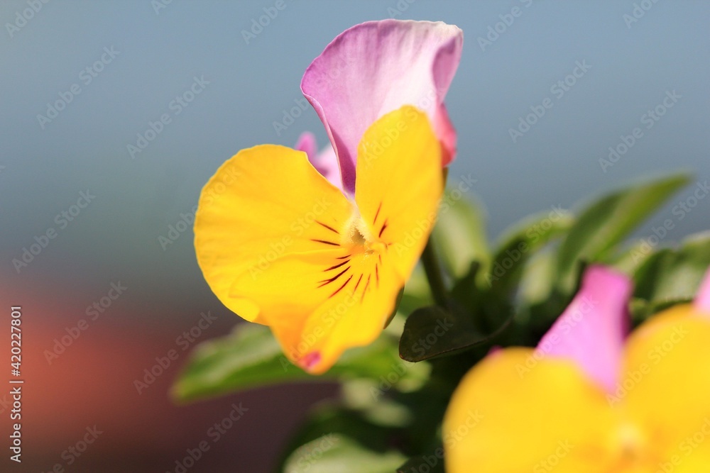 Colorful Pansies in the garden in spring Colorful Pansies in the garden in spring