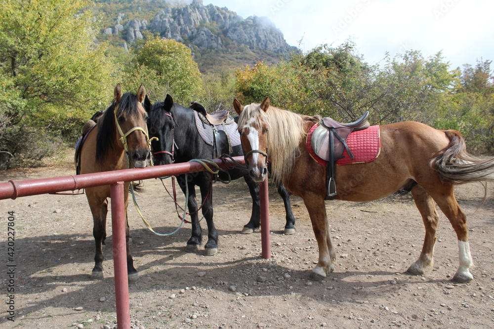 three horses on a leash in the mountains three horses on a leash in the mountains