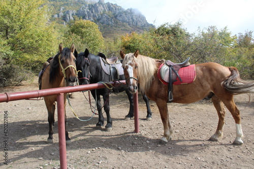 three horses on a leash in the mountains