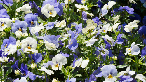 Gruppenpflanzung von Garten-Stiefm  tterchen oder hellblaue und wei  e Sch  ngesicht  Viola wittrockiana 