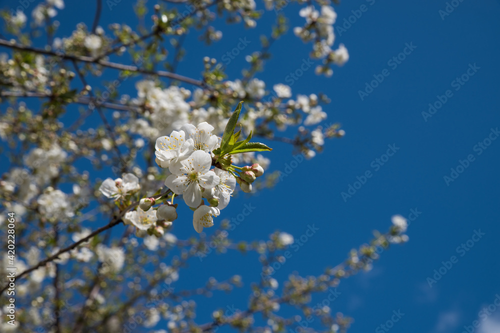 Spring flowering cherry tree. Branches of white flowers against a blue sky. Spring flowering cherry tree. Branches of white flowers against a blue sky.