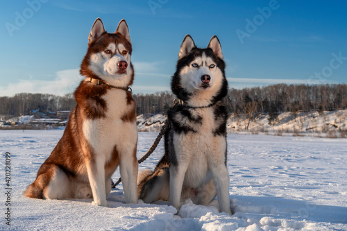 Portrait two siberian husky dogs on winter sunny background