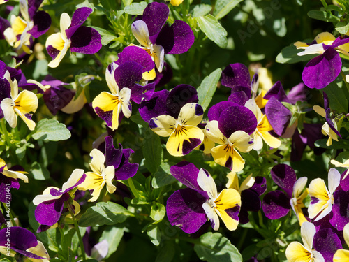 Gruppenpflanzung von Garten-Stiefm  tterchen  Viola wittrockiana  mit gefleckte  geflammte und gestreifte Bl  tenbl  tter