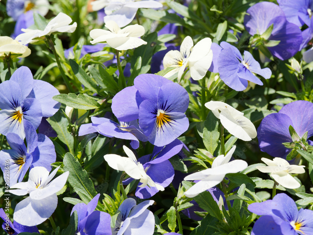 (Viola wittrockiana) Gruppenpflanzung von Garten-Stiefmütterchen in vielerlei Farben und Mustern erhältlich
