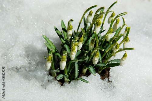 Snowdrops on the snow. Wild flowers in drops of water.